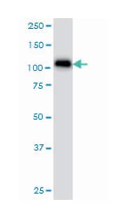 ARHGAP4, Mouse, Clone: 3F7, Abnova 100&mu;g; Unlabeled:Antibodies, Monoclonal