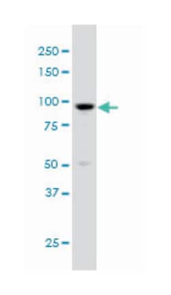 ARHGAP6 (M01A), Mouse anti-Human, Clone: 6B3, Abnova 200&mu;L; Unlabeled:Antibodies,