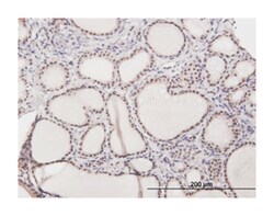 interleukin enhancer binding factor 2, 45kDa, Mouse, Purified MaxPab Polyclonal