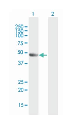 proliferation-associated 2G4, Mouse, Purified MaxPab Polyclonal Antibody, Abnova 50 &mu;g | Buy Online | Abnova Corporation | Fisher Scientific