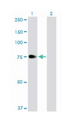 zyxin, Rabbit, Purified MaxPab Polyclonal Antibody, Abnova 100&mu;g; Unlabeled:Antibodies,