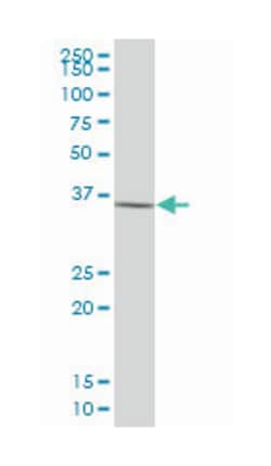 annexin A9, Mouse, Purified MaxPab Polyclonal Antibody, Abnova 50&mu;g;