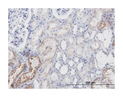 AMBP, Mouse, Clone: 1E4, Abnova 100&mu;g; Unlabeled:Antibodies, Monoclonal
