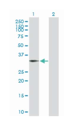 bridging integrator 1, Rabbit, Purified MaxPab Polyclonal Antibody, Abnova