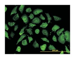 annexin A2, Mouse, Clone: 1G7, Abnova 100&mu;g; Unlabeled:Antibodies, Monoclonal