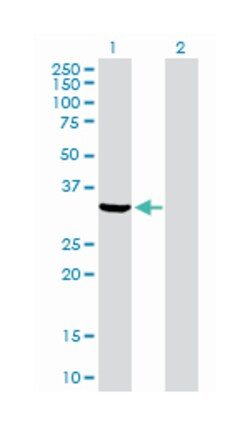 annexin A5, Rabbit, Purified MaxPab Polyclonal Antibody, Abnova 100&mu;g;