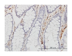 ANXA5, Mouse, Clone: 1F4-1A5, Abnova 100&mu;g; Unlabeled:Antibodies, Monoclonal