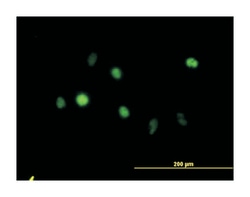 ANXA5, Mouse, Clone: 1F4-1A5, Abnova 100&mu;g; Unlabeled:Antibodies, Monoclonal