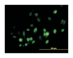 baculoviral IAP repeat-containing 5, Mouse, Purified MaxPab Polyclonal