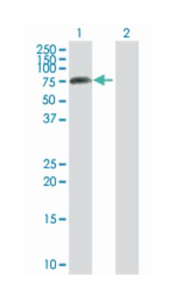 amyloid beta (A4) precursor-like protein 2, Rabbit, Purified MaxPab Polyclonal