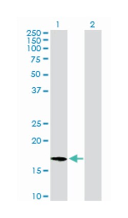 apolipoprotein A-II, Rabbit, Purified MaxPab Polyclonal Antibody, Abnova