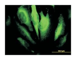 ras homolog gene family, member A, Mouse, Clone: 1B12, Abnova&trade;