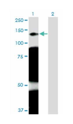 Rho GTPase activating protein 4, Rabbit, Purified MaxPab Polyclonal Antibody,