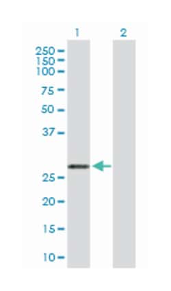 Rho GDP dissociation inhibitor (GDI) alpha (D03P), Rabbit anti-Human, Mouse, Purified MaxPab Polyclonal Antibody, Abnova 100 &mu;g | Buy Online | Abnova Corporation | Fisher Scientific