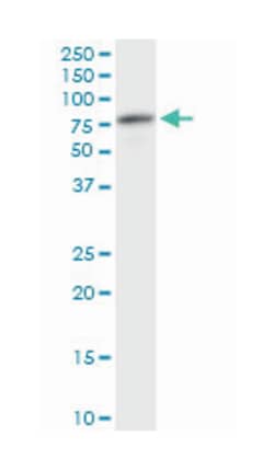 ATP6V1A, Mouse, Clone: 4F5, Abnova™