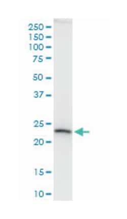 ATP5O, Mouse, Purified MaxPab™ Polyclonal Antibody, Abnova™
