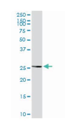 BCL2-associated athanogene, Rabbit, Purified MaxPab Polyclonal Antibody, Abnova 100 &mu;g | Buy Online | Abnova | Fisher Scientific