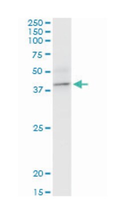 branched chain aminotransferase 2, mitochondrial, Mouse, Purified MaxPab