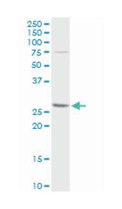 BCL2-like 1, Rabbit, Purified MaxPab Polyclonal Antibody, Abnova 100 &mu;g | Buy Online | Abnova Corporation | Fisher Scientific