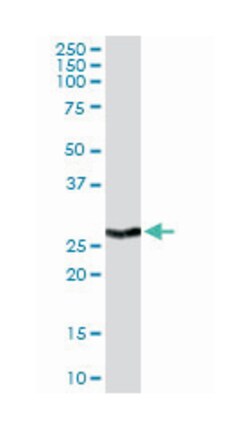 BCL2-like 1, Rabbit, Purified MaxPab Polyclonal Antibody, Abnova 100 &mu;g | Buy Online | Abnova Corporation | Fisher Scientific