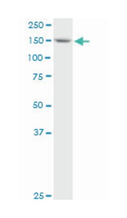 HLA-B associated transcript 3, Mouse, Purified MaxPab Polyclonal Antibody, Abnova 50 &mu;g | Buy Online | Abnova Corporation | Fisher Scientific