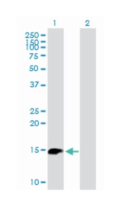 baculoviral IAP repeat-containing 5, Mouse, Purified MaxPab Polyclonal