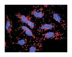 FAS, Mouse, Clone: 2G3, Abnova 100&mu;g; Unlabeled:Antibodies, Monoclonal