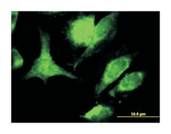Fas ligand (TNF superfamily, member 6), Mouse, Clone: 2G9-G8, Abnova&trade;