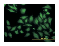 ADP-ribosylation factor 5, Mouse, Clone: 1B4, Abnova 100&mu;g; Unlabeled:Antibodies,