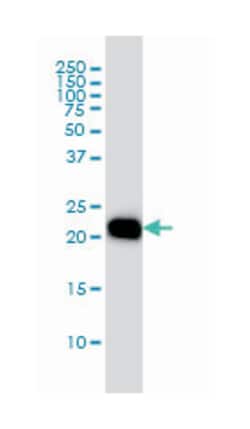 ras homolog gene family, member A, Mouse, Clone: 1B12, Abnova&trade;
