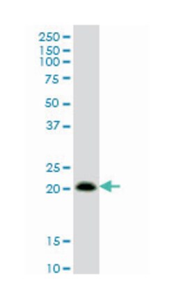 RHOC, Mouse, Clone: 2E12, Abnova 100&mu;g; Unlabeled:Antibodies, Monoclonal