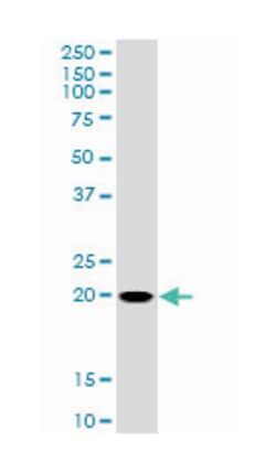 RHOC, Mouse, Clone: 2E12, Abnova 100&mu;g; Unlabeled:Antibodies, Monoclonal