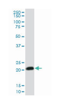 RHOC, Mouse, Clone: 1B7, Abnova 100&mu;g; Unlabeled:Antibodies, Monoclonal