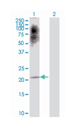 activating transcription factor 3, Rabbit, Purified MaxPab Polyclonal Antibody,