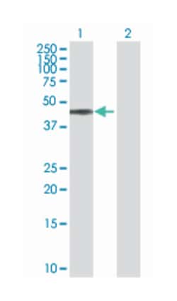 BCL2-associated athanogene, Rabbit, Purified MaxPab Polyclonal Antibody, Abnova 100 &mu;g | Buy Online | Abnova | Fisher Scientific