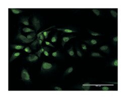 BCL2-associated athanogene, Rabbit, Purified MaxPab Polyclonal Antibody, Abnova 100 &mu;g | Buy Online | Abnova | Fisher Scientific
