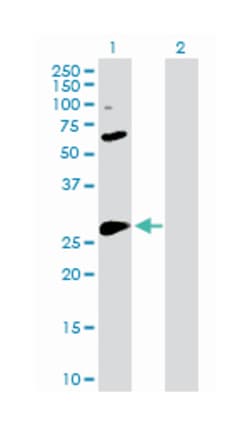 BCL2-like 1, Rabbit, Purified MaxPab Polyclonal Antibody, Abnova 100 &mu;g | Buy Online | Abnova Corporation | Fisher Scientific