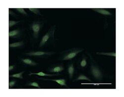 BCL2-like 1, Rabbit, Purified MaxPab Polyclonal Antibody, Abnova 100 &mu;g | Buy Online | Abnova Corporation | Fisher Scientific