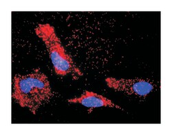 BCL2-like 1, Rabbit, Purified MaxPab Polyclonal Antibody, Abnova 100 &mu;g | Buy Online | Abnova Corporation | Fisher Scientific