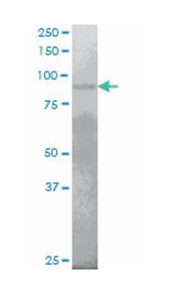 PR domain containing 1, with ZNF domain, Mouse, Clone: 2F8, Abnova 100&mu;g;