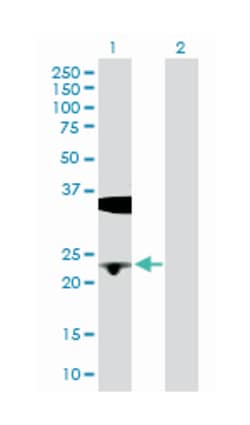 biliverdin reductase B (flavin reductase (NADPH)), Rabbit, Purified MaxPab