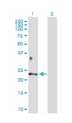 betacellulin, Rabbit, Purified MaxPab Polyclonal Antibody, Abnova 100 &mu;g | Buy Online | Abnova Corporation | Fisher Scientific