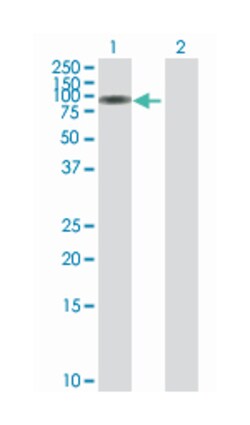 serpin peptidase inhibitor, clade G (C1 inhibitor), member 1, Mouse, Purified