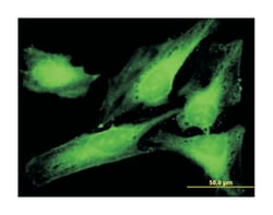 pituitary tumor-transforming 1 interacting protein, Mouse, Purified MaxPab&trade; Polyclonal Antibody, Abnova&trade;