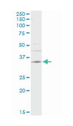 CA4, Mouse, Clone: 4G6, Abnova 100&mu;g; Unlabeled:Antibodies, Monoclonal