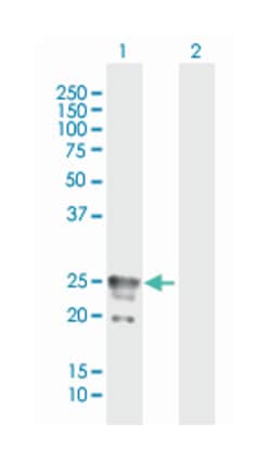 calcium channel, voltage-dependent, gamma subunit 1, Mouse, Purified MaxPab