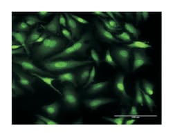 CALML3, Mouse, Clone: 2A11, Abnova 100&mu;g; Unlabeled:Antibodies, Monoclonal