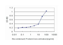 calcium/calmodulin-dependent protein kinase II alpha, Mouse, Clone: 2C12,