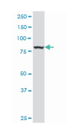 calpain 1, (mu/I) large subunit, Mouse, Polyclonal Antibody, Abnova 50&mu;L;