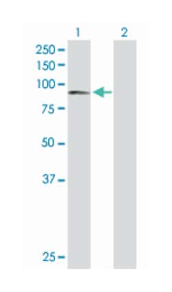 calpain 1, (mu/I) large subunit, Rabbit, Purified MaxPab Polyclonal Antibody,